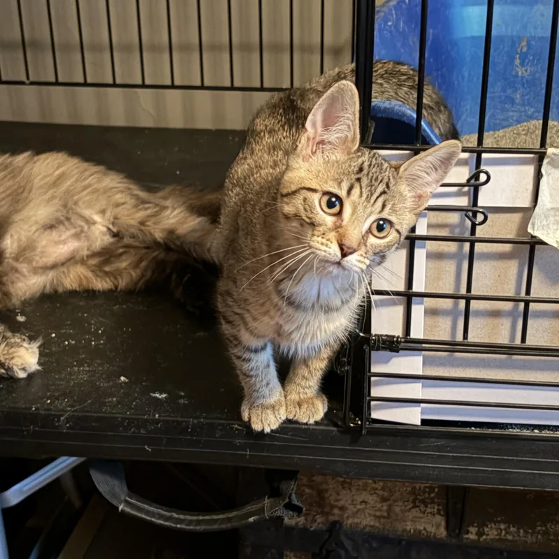 A baby medium-sized female Tabby (Buff / Tan / Fawn) Domestic Short Hair cat named Evelyn for adoption in East Amherst, NY