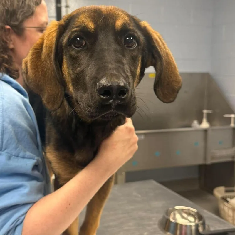 A young large-sized female Brown / Chocolate German Shepherd Dog dog named Fancy for adoption in Martinsville, VA