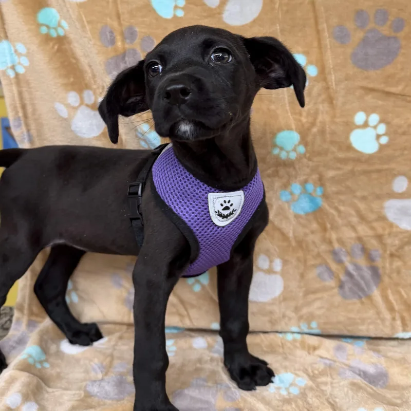A baby small-sized female Black Chihuahua dog named Skye for adoption in Boca Raton, FL