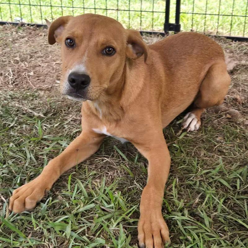 A young medium-sized male Yellow / Tan / Blond / Fawn Labrador Retriever dog named Smokey for adoption in Waggaman, LA