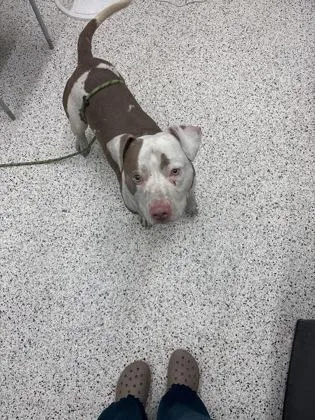 A young large-sized male Mixed Breed dog named Biggie for adoption in Atlanta, GA