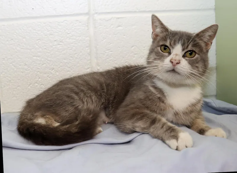A young medium-sized female Gray & White Domestic Short Hair cat named Darla for adoption in Euclid, OH