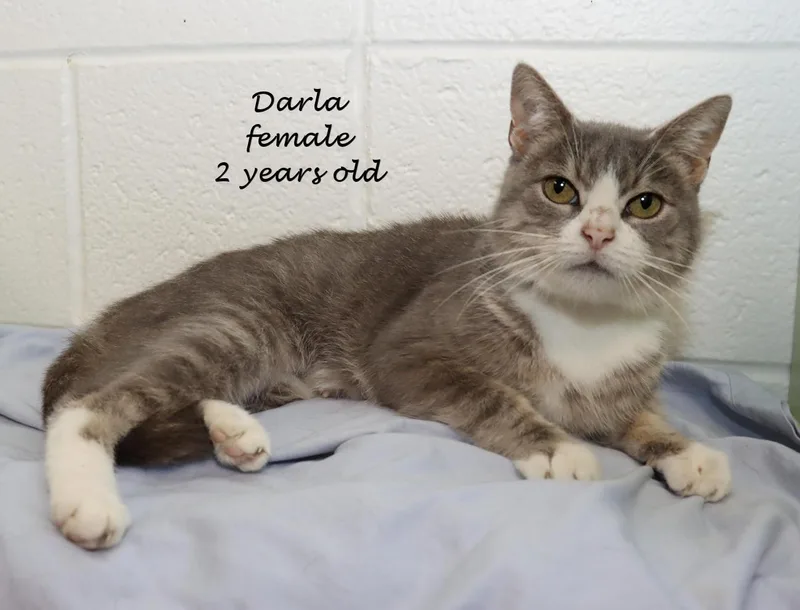 Darla thumbnail 5