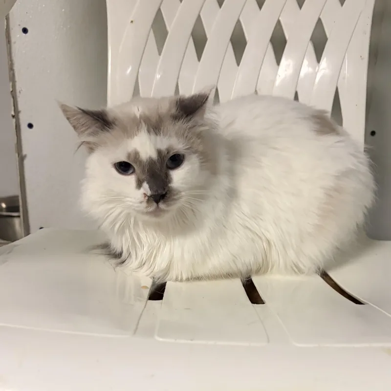 An adult small-sized female Domestic Long Hair cat named Esme for adoption in Log Lane Village, CO
