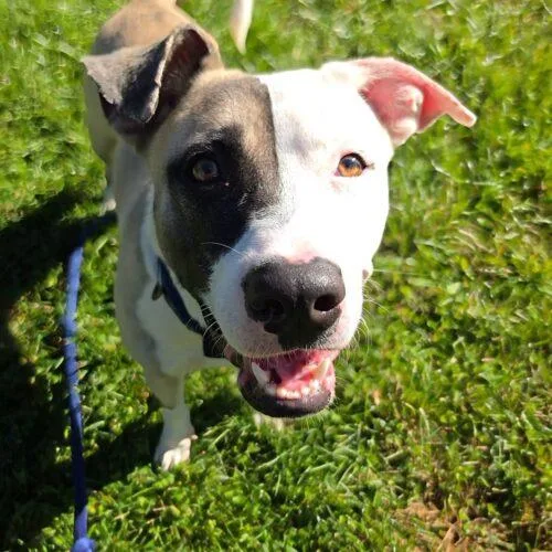 A young medium-sized female Apricot / Beige Black Mouth Cur dog named Tiara Louisiana for adoption in Rockaway, NJ
