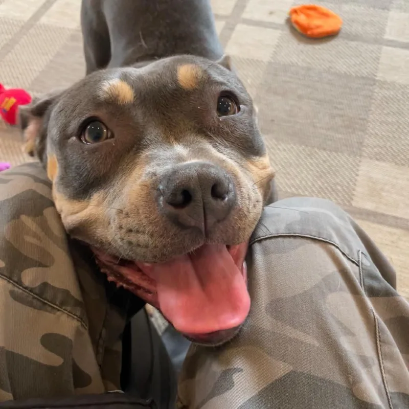 A young medium-sized female Gray / Blue / Silver Pit Bull Terrier dog named Tuna Fishcakes for adoption in Birdsboro, PA