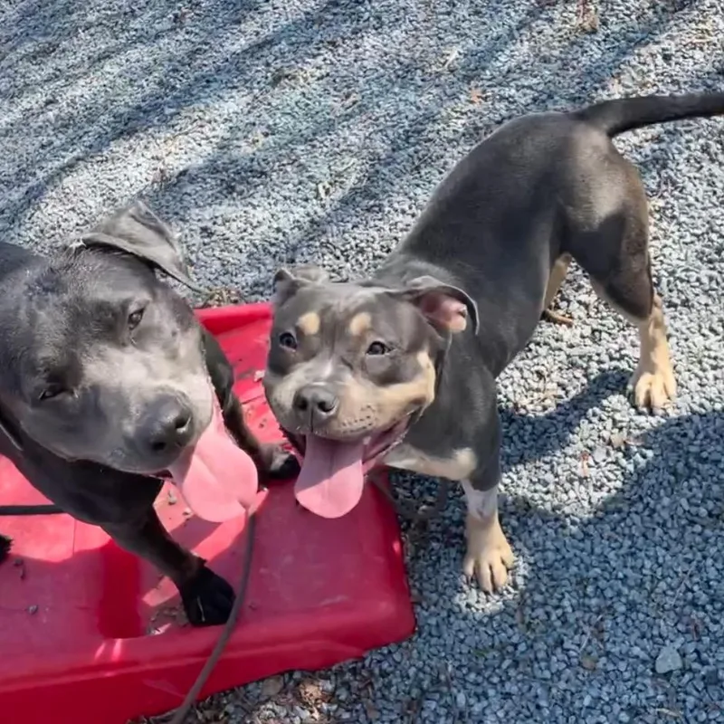 Tuna Fishcakes thumbnail 2