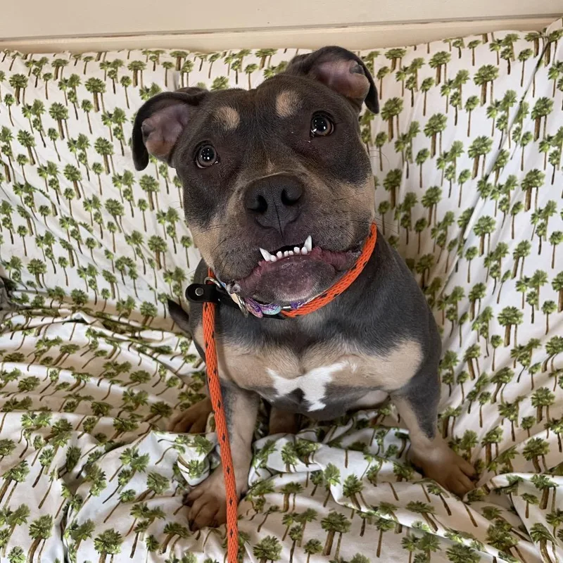 Tuna Fishcakes thumbnail 3