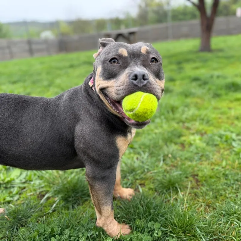 Tuna Fishcakes thumbnail 5