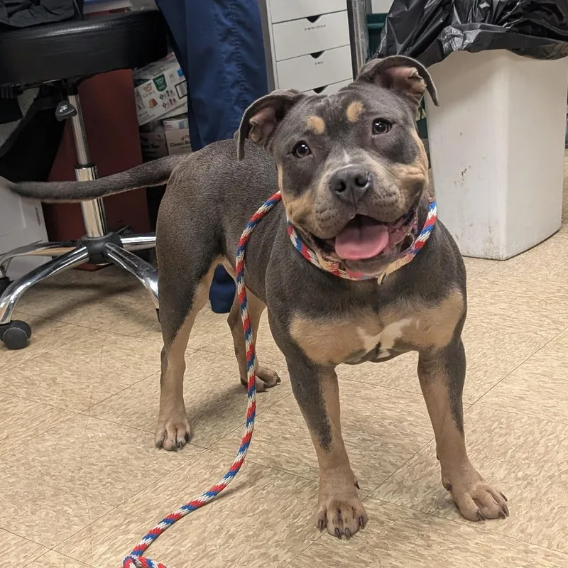 Tuna Fishcakes thumbnail 6