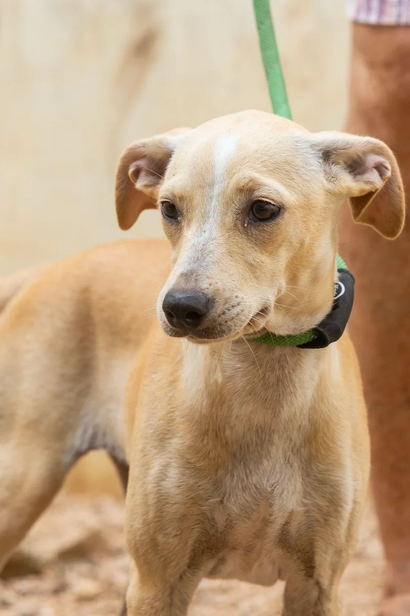 A young medium-sized female Labrador Retriever dog named Olivia for adoption in New York, NY