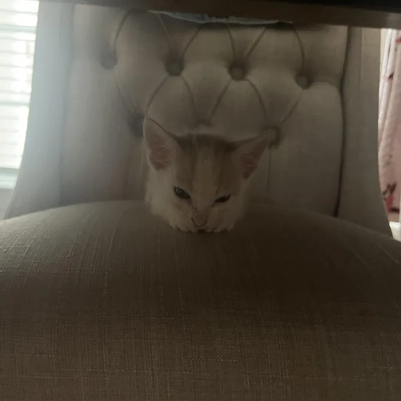 A baby medium-sized male Buff & White Domestic Short Hair cat named Dazzle for adoption in Salisbury, NC