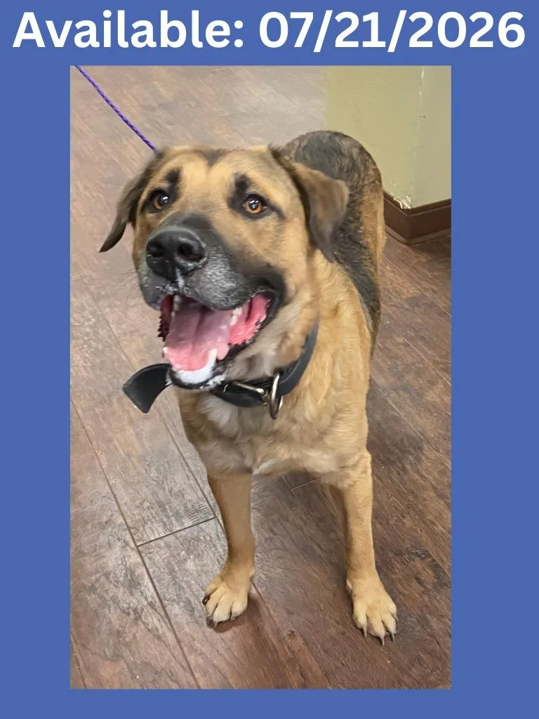 A young large-sized male German Shepherd Dog dog named Dog Kennel  Rusty for adoption in Greenville, TX
