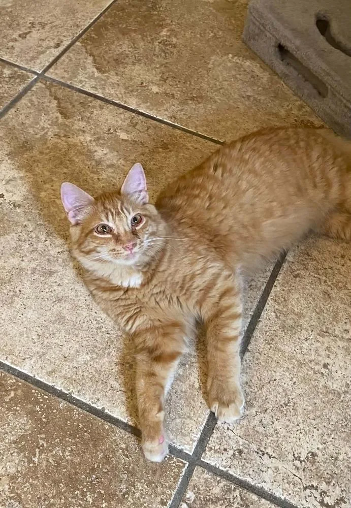A baby large-sized male Domestic Medium Hair cat named Max Jaggerman for adoption in tucson, AZ