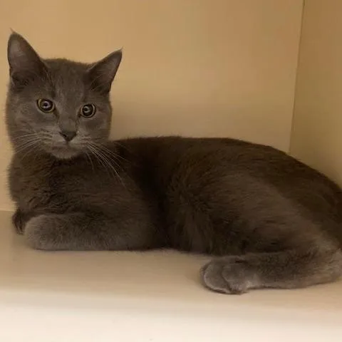 Captain Cookie thumbnail 2