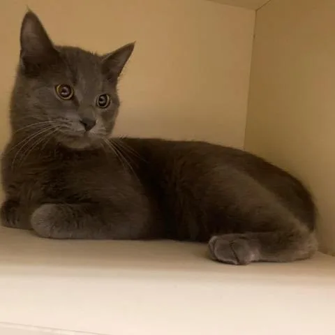 Captain Cookie thumbnail 3