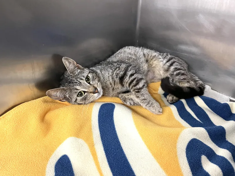 Spumante thumbnail 2