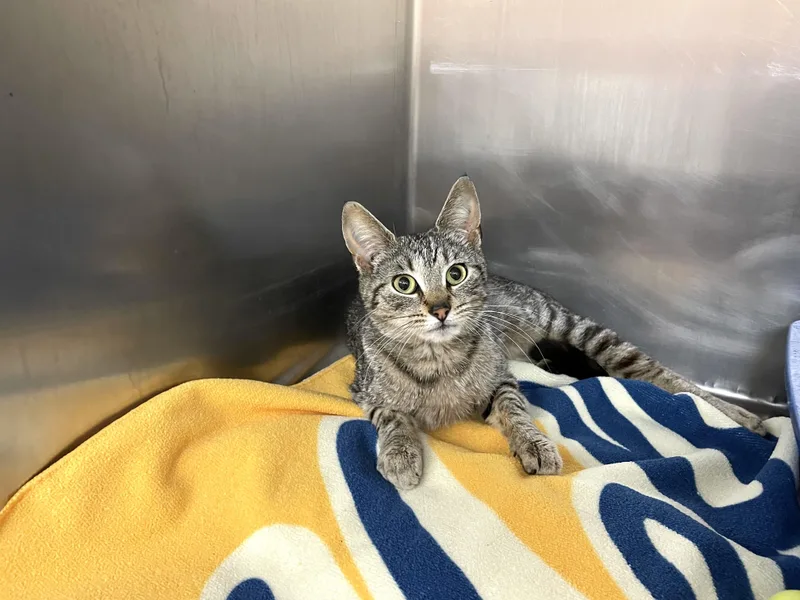 Spumante thumbnail 3