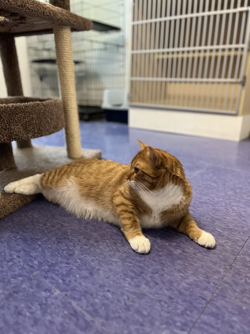 A young large-sized male Domestic Short Hair cat named Cinnabon for adoption in Harrison, NY