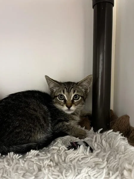 A baby small-sized male Domestic Short Hair cat named Pluto for adoption in Salt Lake City, UT