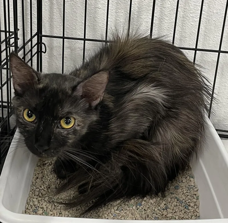 A young medium-sized female Tortoiseshell cat named BearThe Tortie Who Loves for adoption in Prescott, AZ