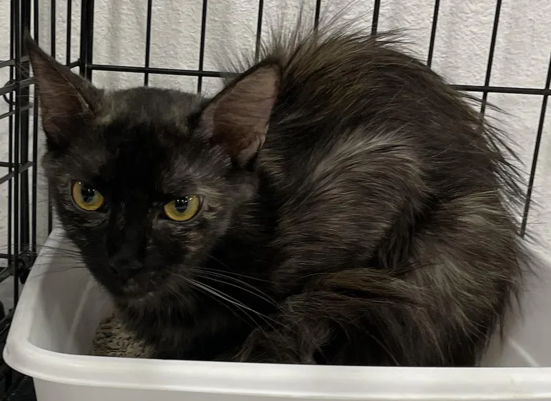 BearThe Tortie Who Loves thumbnail 3