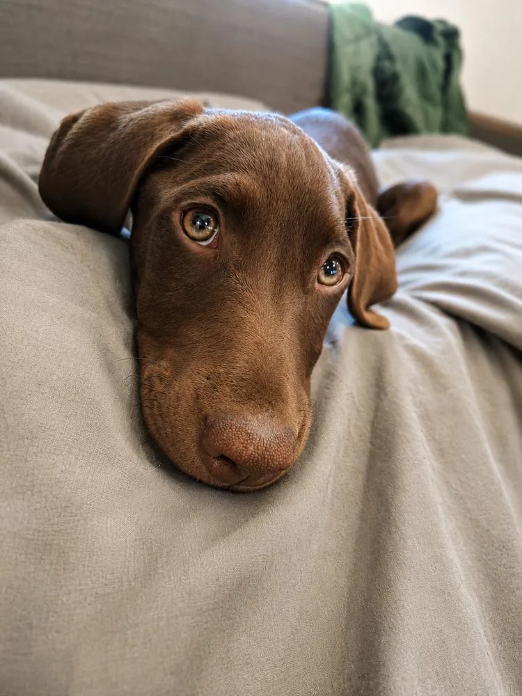 Brownie