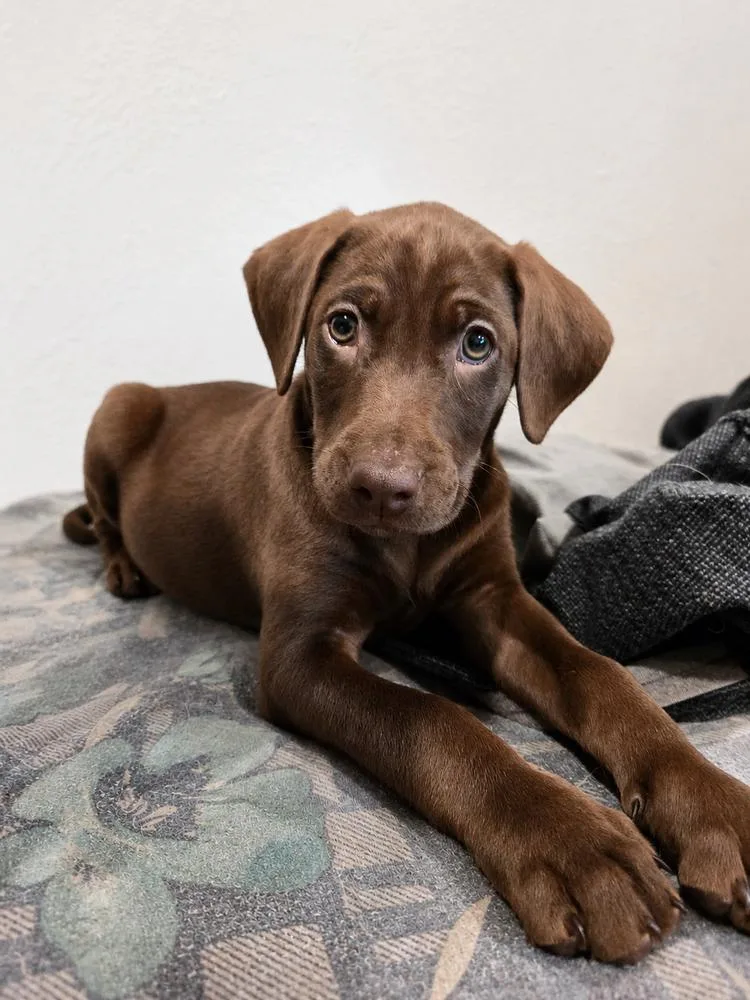 Brownie thumbnail 2