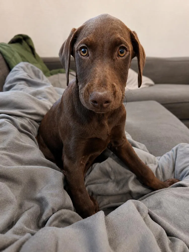 Brownie thumbnail 3