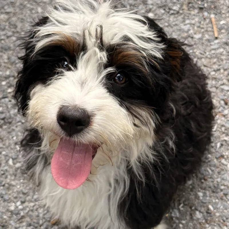 Wally