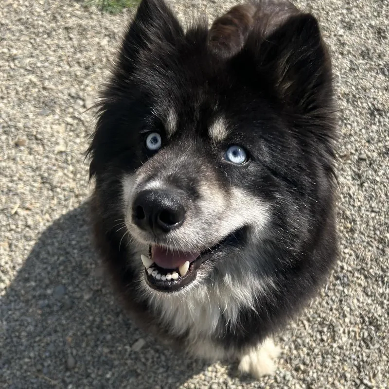 An adult large-sized female Black Husky dog named Charlie for adoption in Thomaston, ME