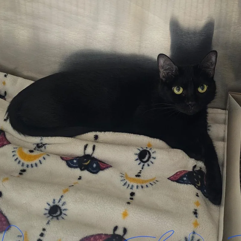 An adult medium-sized female Black Domestic Short Hair cat named Barrel for adoption in Tampa, FL