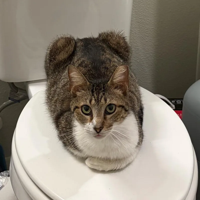 A young medium-sized male Gray / Blue / Silver Domestic Short Hair cat named Purrseus for adoption in San Antonio, TX