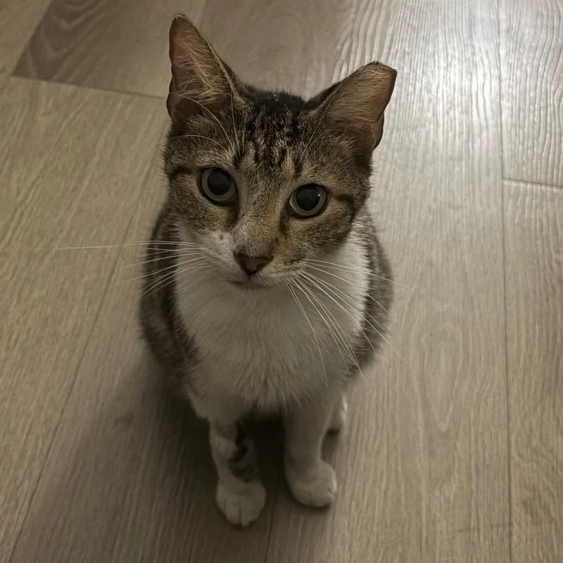 Purrseus thumbnail 2