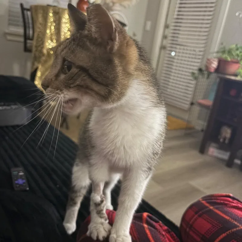 Purrseus thumbnail 3