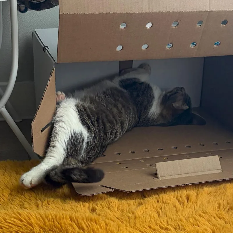 Purrseus thumbnail 4