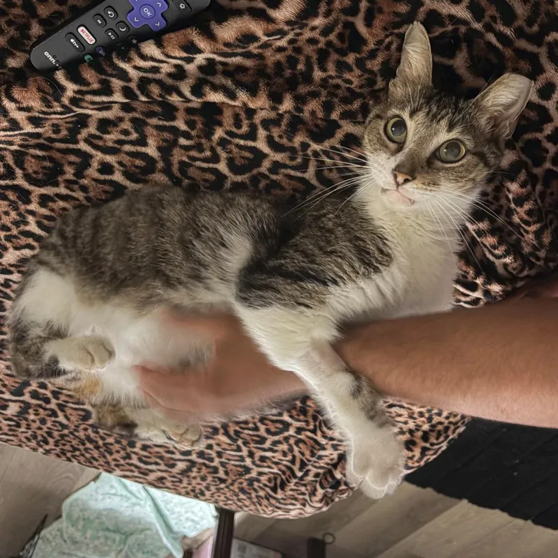 Purrseus thumbnail 6