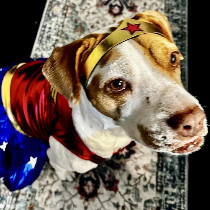 An adult medium-sized female American Staffordshire Terrier dog named Athanasia for adoption in Long Island City, NY