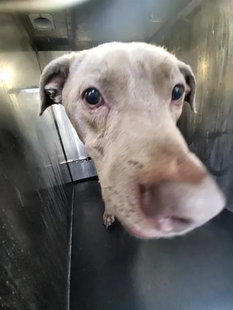 An adult medium-sized male Weimaraner dog named Sam for adoption in San Antonio, TX