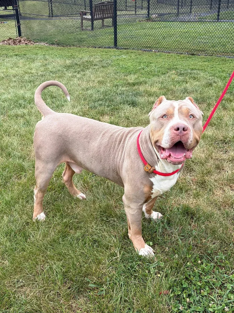 An adult extra large-sized male Yellow / Tan / Blond / Fawn American Bully dog named Zeus for adoption in Winchester, VA