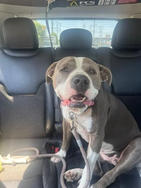 An adult large-sized female Gray / Blue / Silver American Staffordshire Terrier dog named Bella for adoption in Los Angeles, CA
