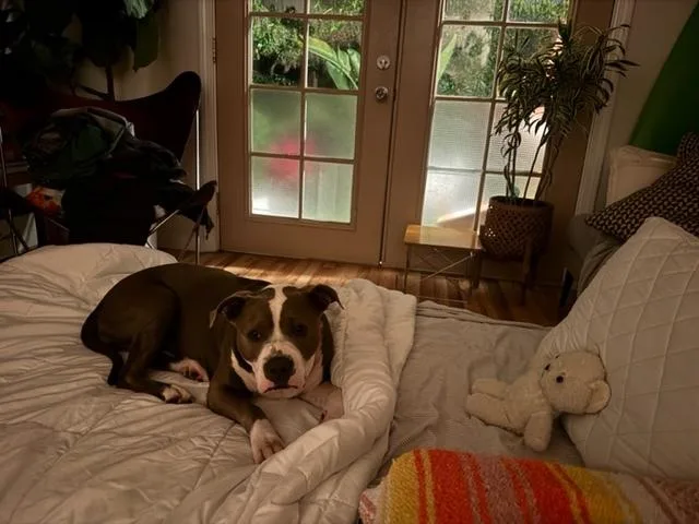 Bella thumbnail 3