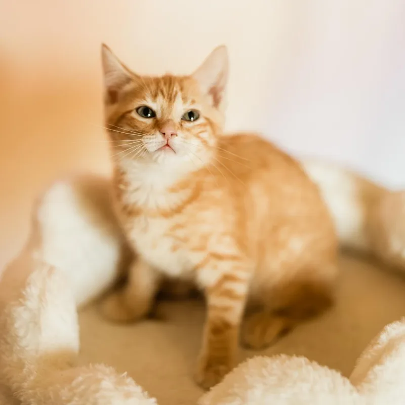 A baby small-sized male Orange / Red Domestic Short Hair cat named Dylan for adoption in Franklin, TN