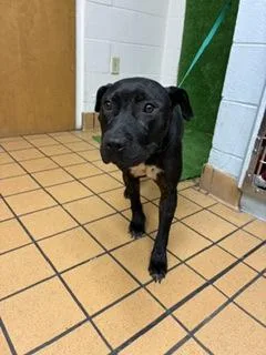 An adult medium-sized male Pit Bull Terrier dog named Onyx for adoption in Gainesville, FL