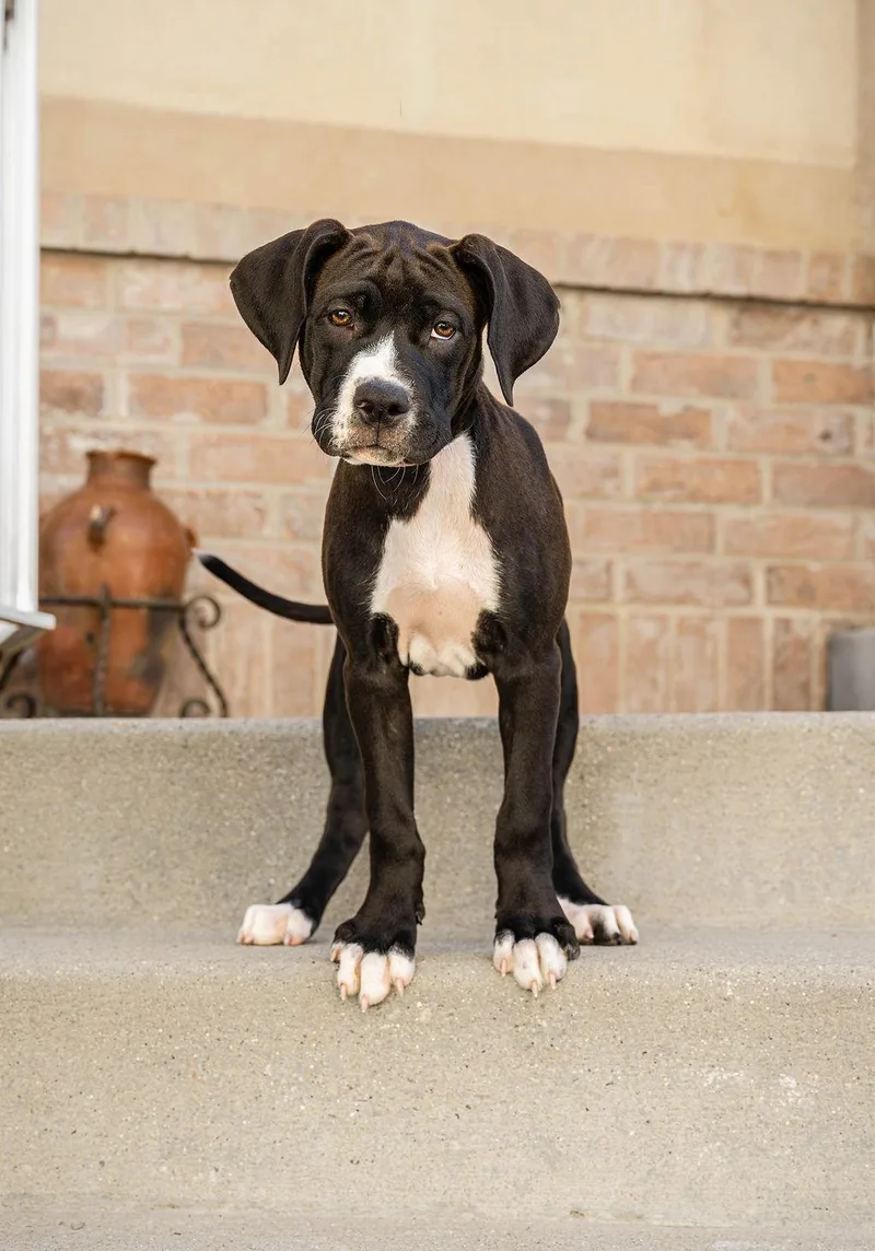 Maple T Pittie thumbnail 2