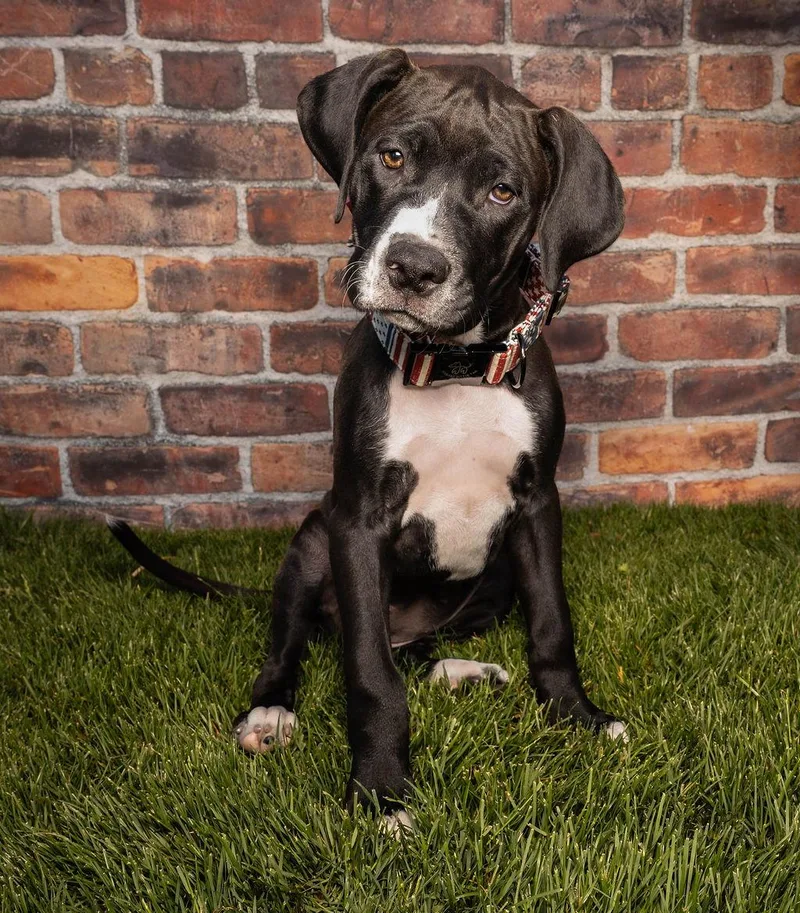 Maple T Pittie thumbnail 3