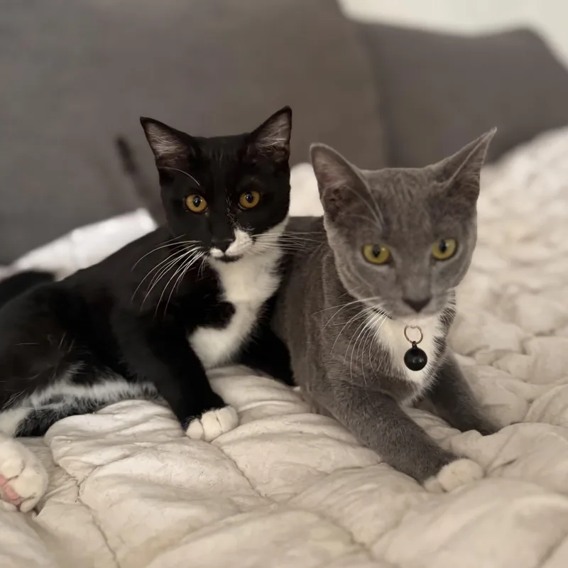A baby small-sized male Black & White / Tuxedo Domestic Short Hair cat named Rio & Rizzi for adoption in Orange, CA