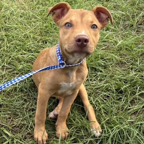 A baby medium-sized female Mixed Breed dog named Minnie Mouse for adoption in Pensacola, FL