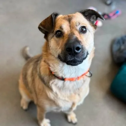 A young medium-sized female Mixed Breed dog named Sheba for adoption in Janesville, WI