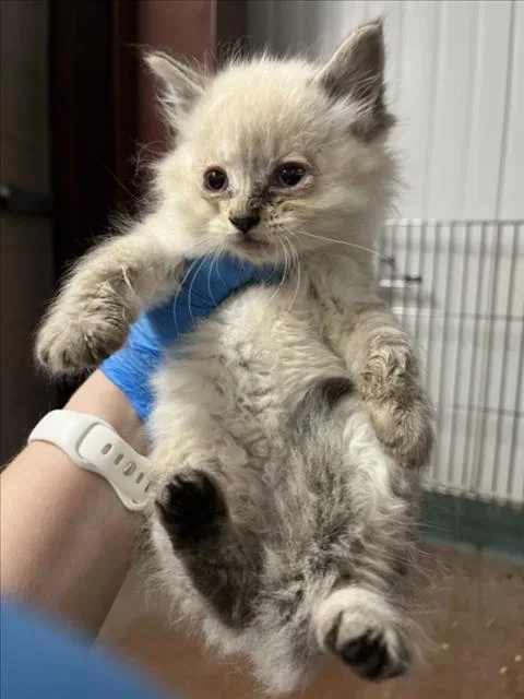 A baby small-sized female Domestic Long Hair cat named Nutmeg for adoption in Woodland, CA